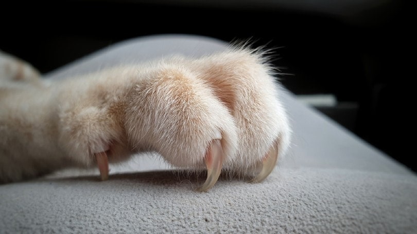 How to Tell If a Cat Is Declawed (3 Methods)