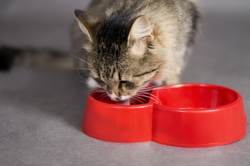 cat drinking from a bowl of red bowl