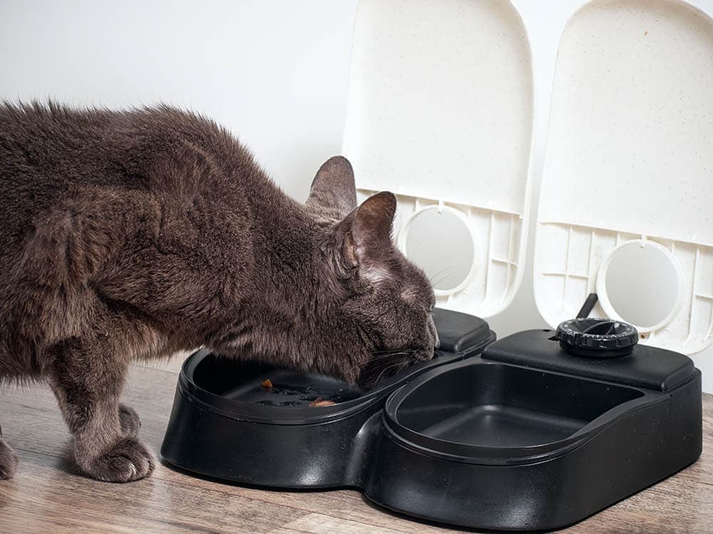 10 DIY Automatic Cat Feeders You Can Make Today (with Pictures)