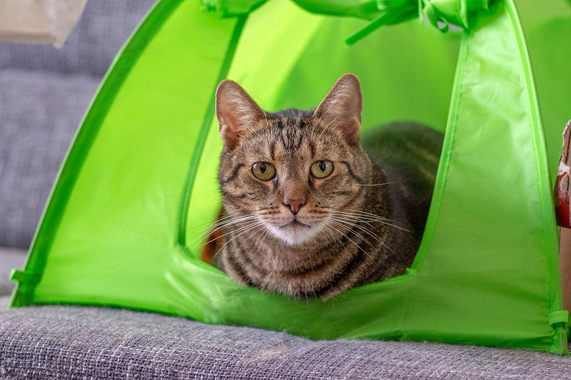 5 DIY Cat Hiding Places You Can Create Today (With Pictures & Instructions)