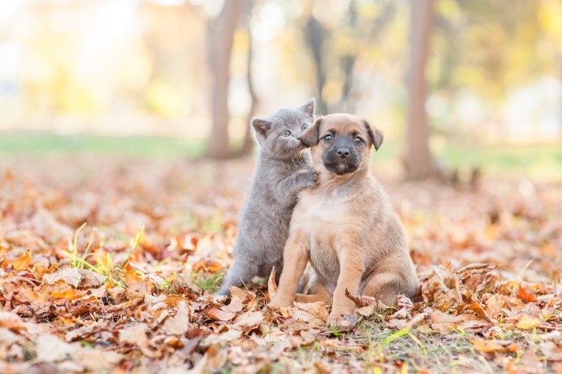 Why Do Cats Lick Dogs? 4 Vet-Reviewed Reasons