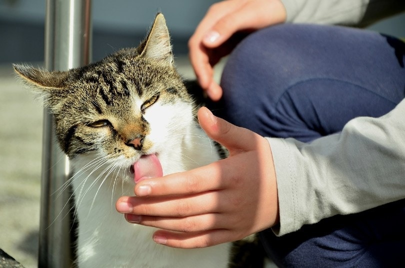 Why Does My Cat Lick My Hands and Fingers? 8 Vet-Reviewed Reasons