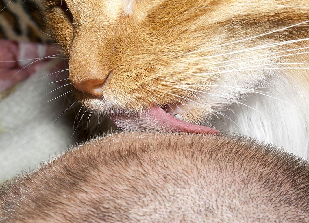Why Does My Cat Lick My Hair? 7 Possible Reasons