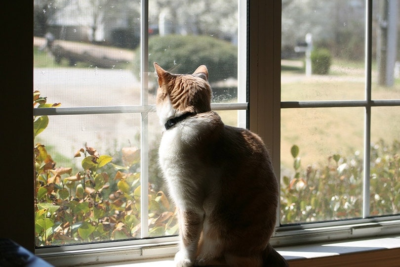 Why Does My Cat Want to Go Outside? 5 Vet-Approved Reasons