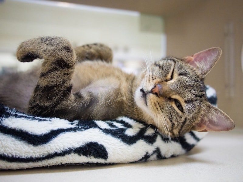 Why Is My Cat Keeping One Eye Closed? 5 Vet-Reviewed Eye Problems