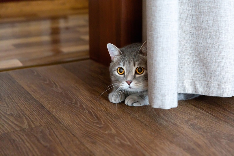 How to Tell If a Cat Is Stressed: Vet-Reviewed Signs to Look Out For