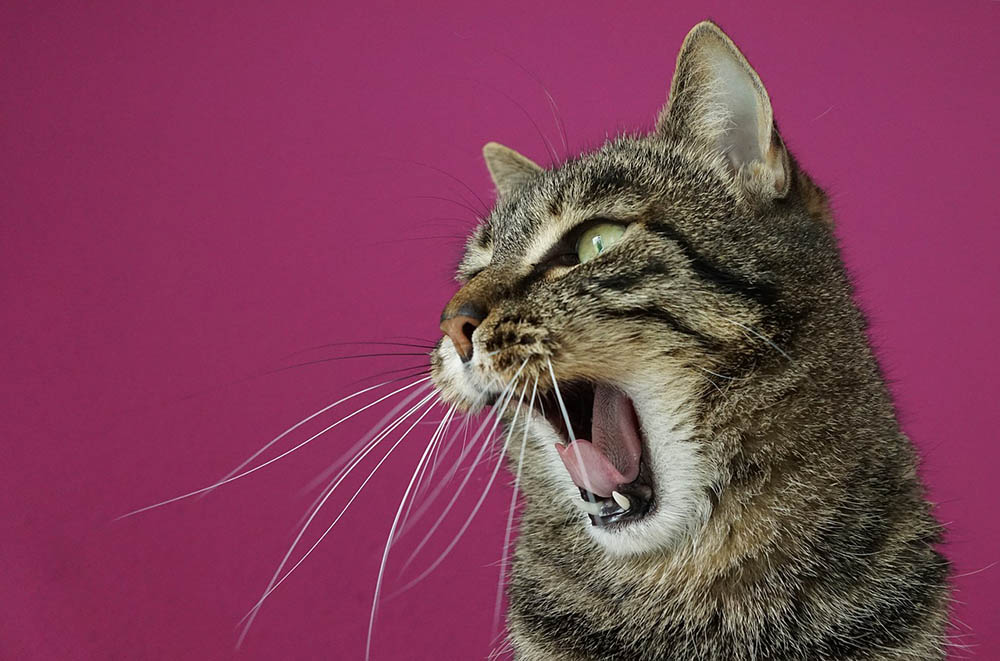 How to Tell If Your Cat Has Asthma: 3 Vet-Approved Steps