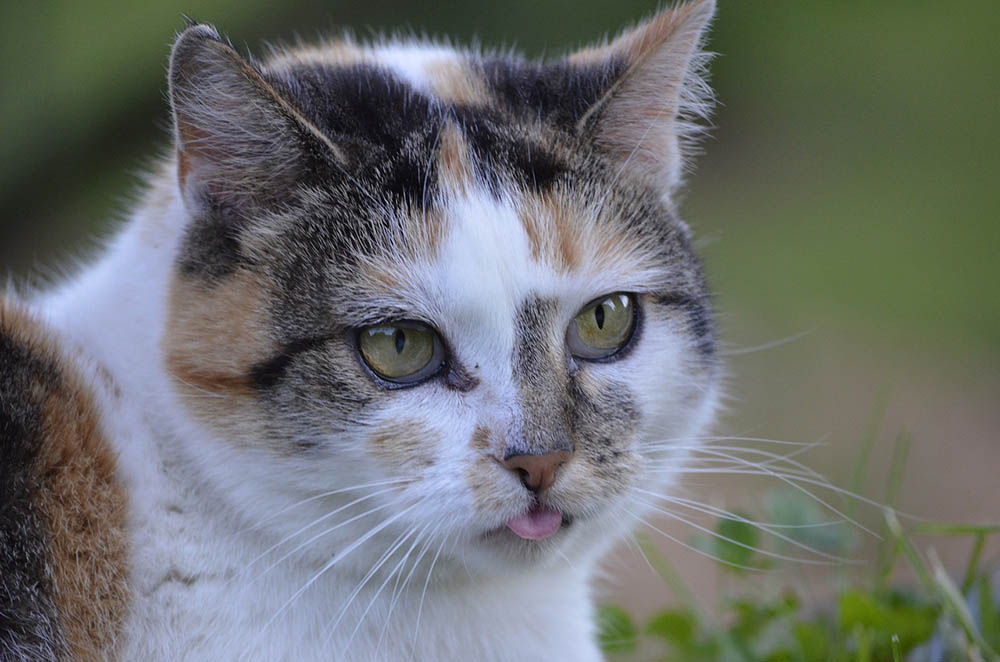 How to Cool Down Your Cat: Summer Safety Tips & How To Prevent Overheating