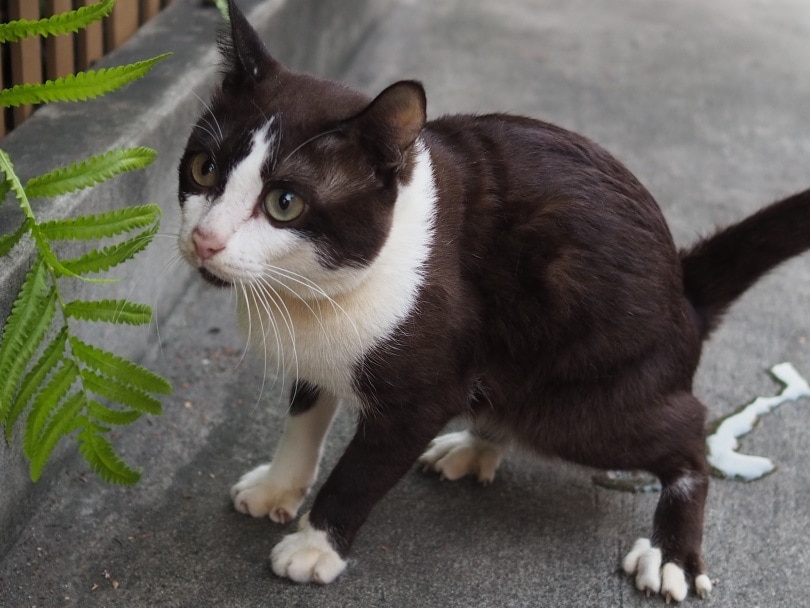 Where Do Cats Pee From? Vet Reviewed Feline Urinary Anatomy (With Infographic)