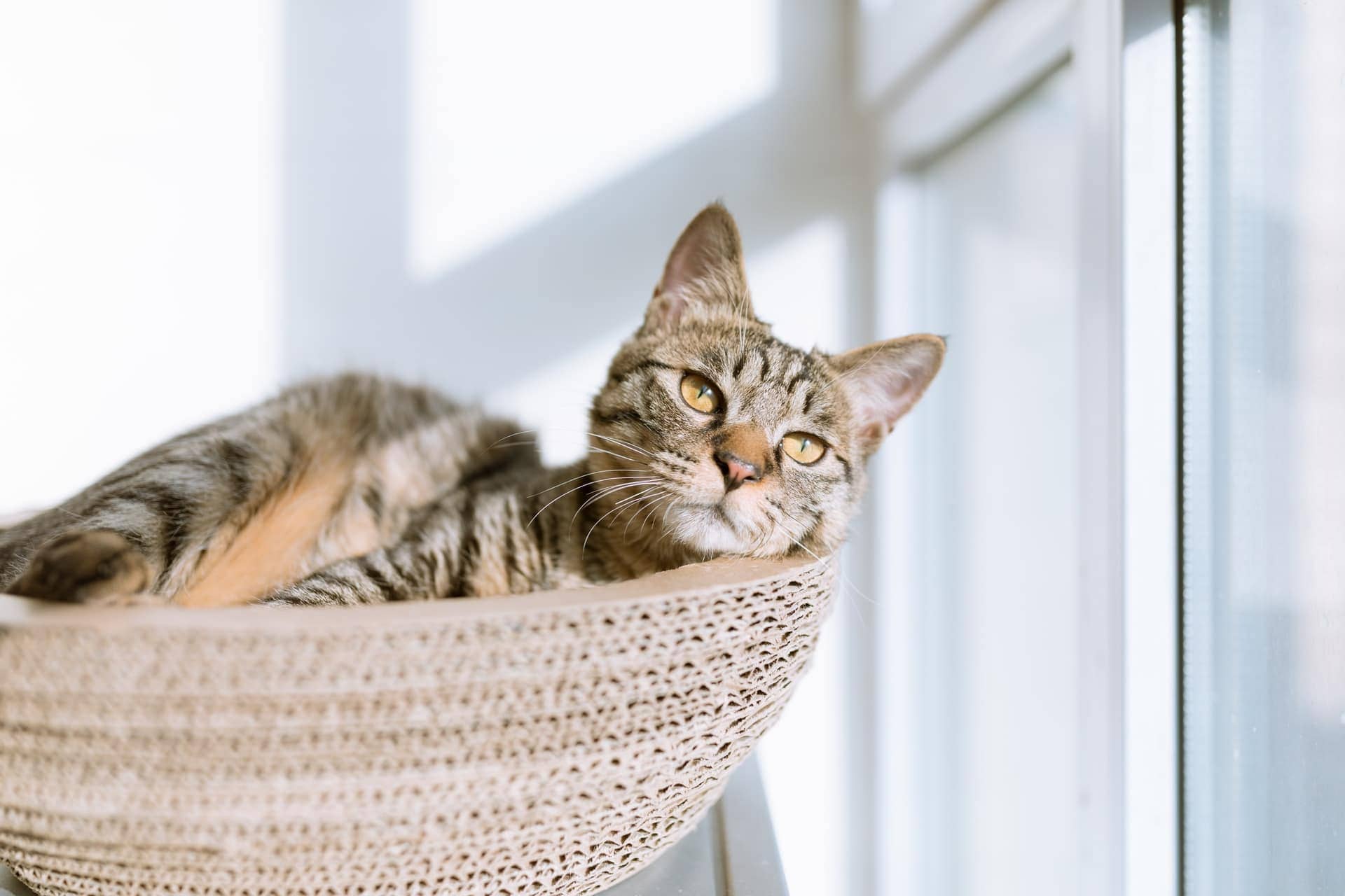 10 DIY No-Sew Cat Hammock Patterns & Plans You Can Make Today (With Pictures)