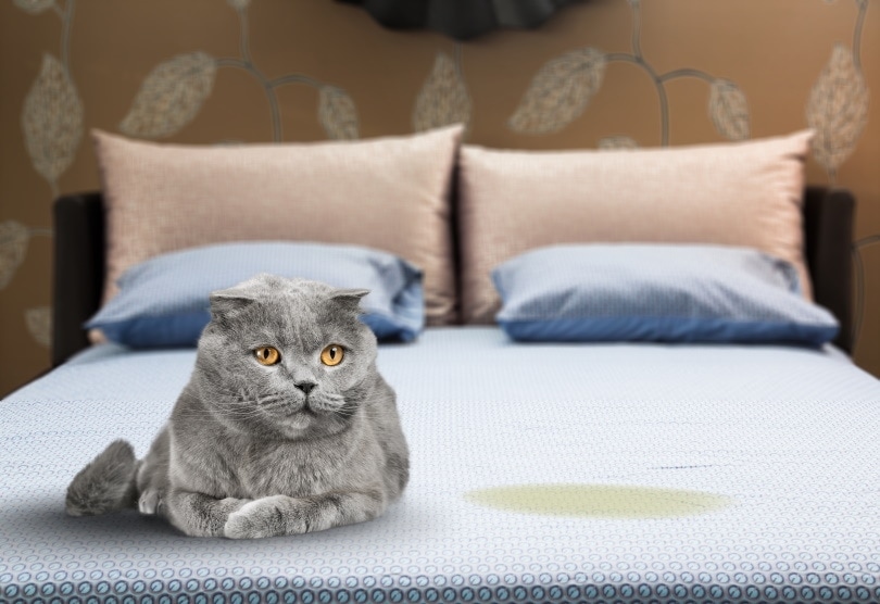 How to Get Cat Urine Smell & Stains Out of a Mattress: 5 Proven Methods
