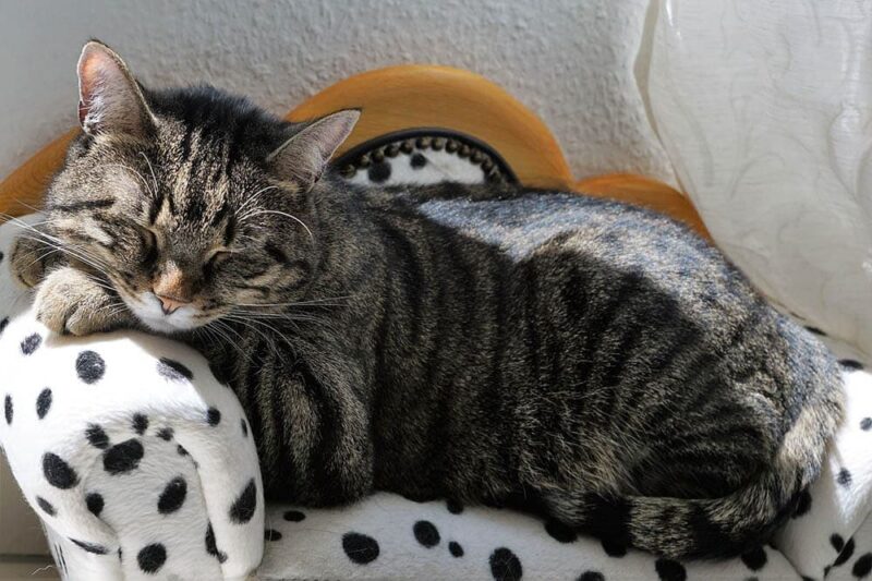 My Cat Is Sleeping With Their Head Up, Is That Normal? What Science Tells Us