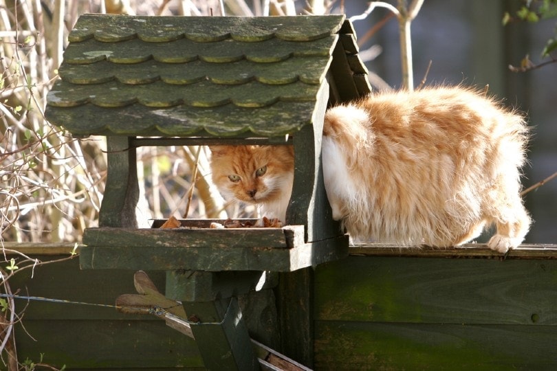 How to Keep Cats Away From Bird Feeders: 6 Foolproof Methods