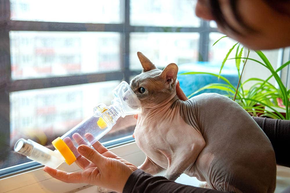 How Much Does Cat Asthma Treatment Cost? 2026 Price Update