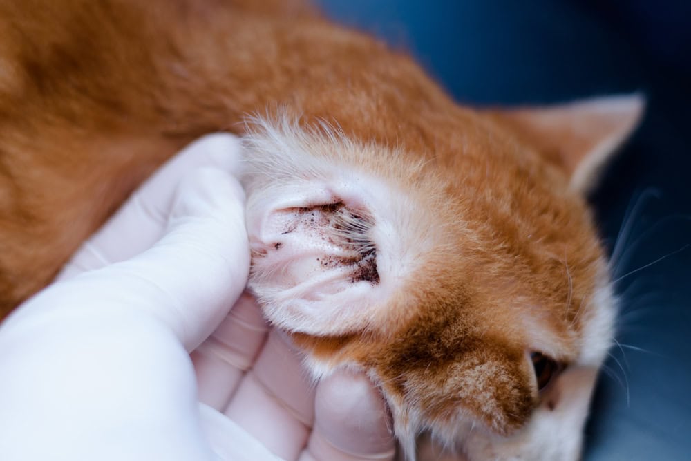 Will Rubbing Alcohol Kill My Cat's Ear Mites? Vet-Approved Facts & FAQ