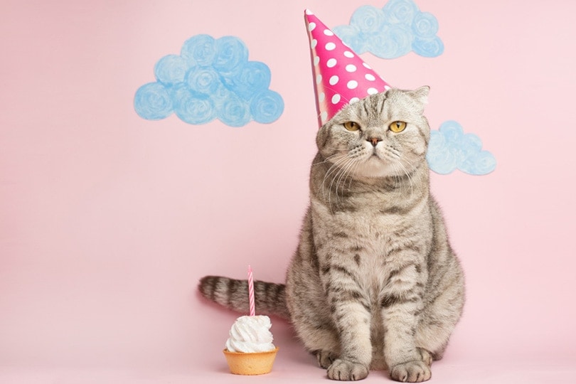 When Is Happy Mew Year for Cats Day? Updated in 2026