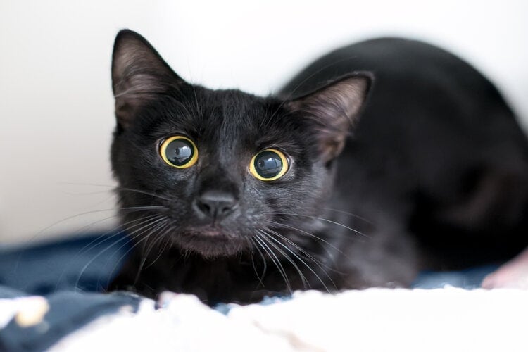 Vestibular Disease vs Stroke in Cats: Vet-Reviewed Differences