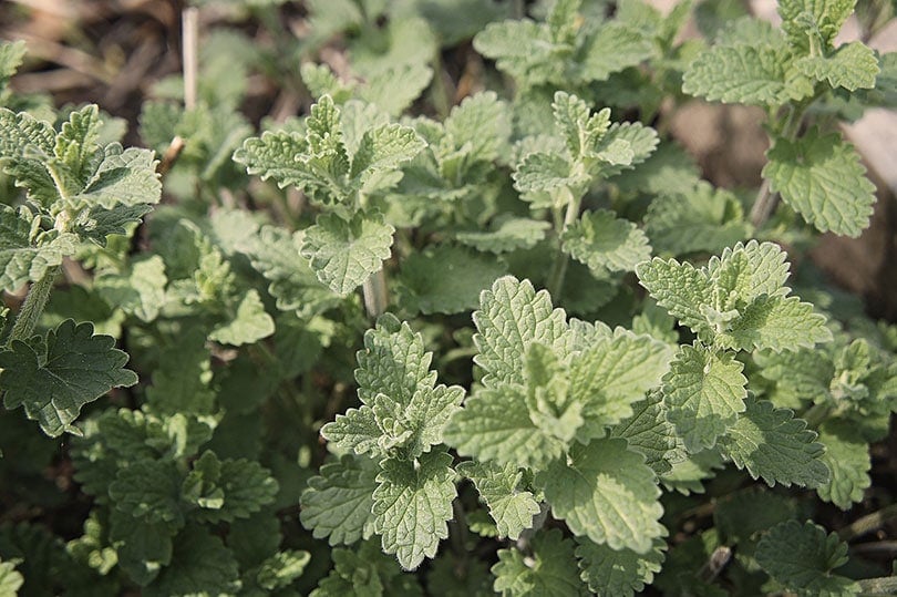What Is the History of Catnip? Vet-Reviewed Facts