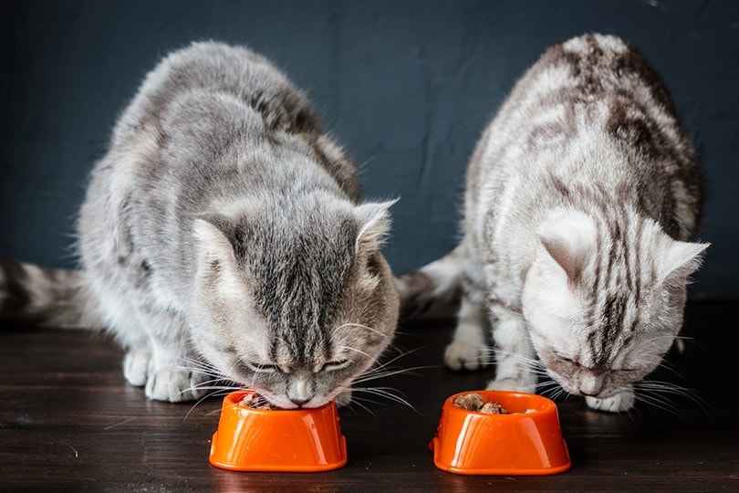 10 Types of Homemade Cooked Cat Foods - Easy & Healthy