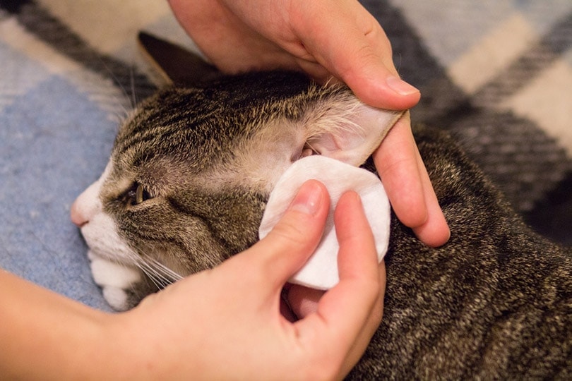 How to Clean Your Cat's Ears: Vet-Reviewed Step-by-Step Guide