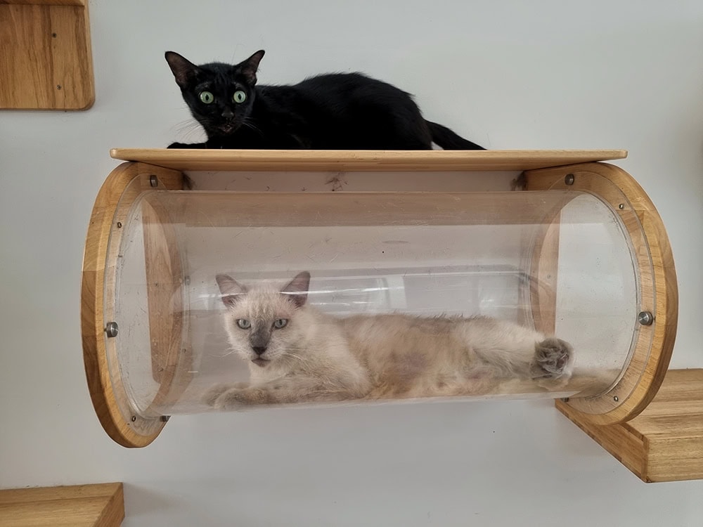 18 DIY Cat Shelves You Can Make Today (With Pictures)