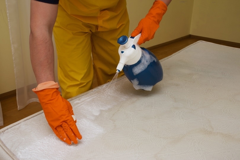 How to Get Dog Vomit Out of a Mattress: Step by Step Guide