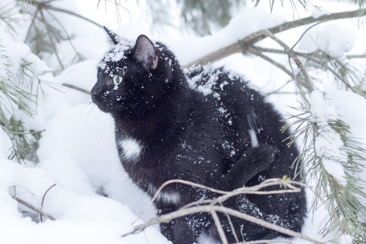 Does a Cat Gain Weight in the Winter? Vet-Reviewed Metabolism Facts & FAQ