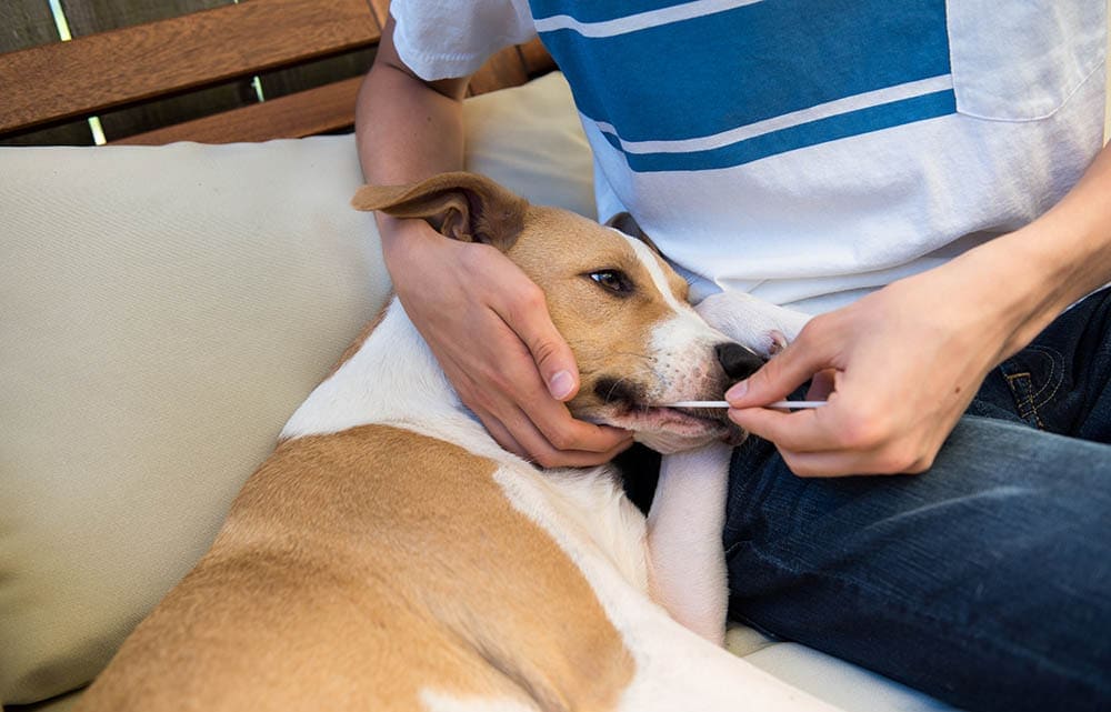 How Accurate Is DNA Dog Testing? What to Know Before Investing (Vet Reviewed)