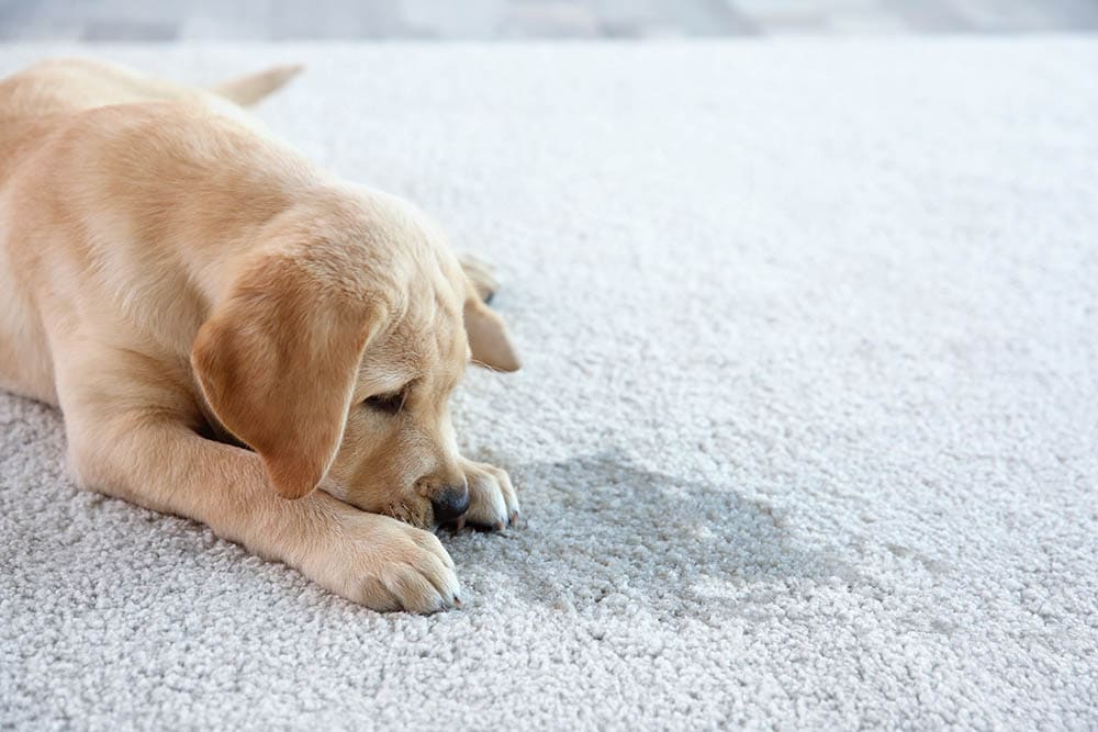 Can Urinary Incontinence be Caused by Dog Food? Our Vet Answers