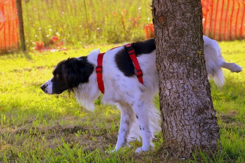 How to Save a Tree from Dog Urine: 10 Effective Methods