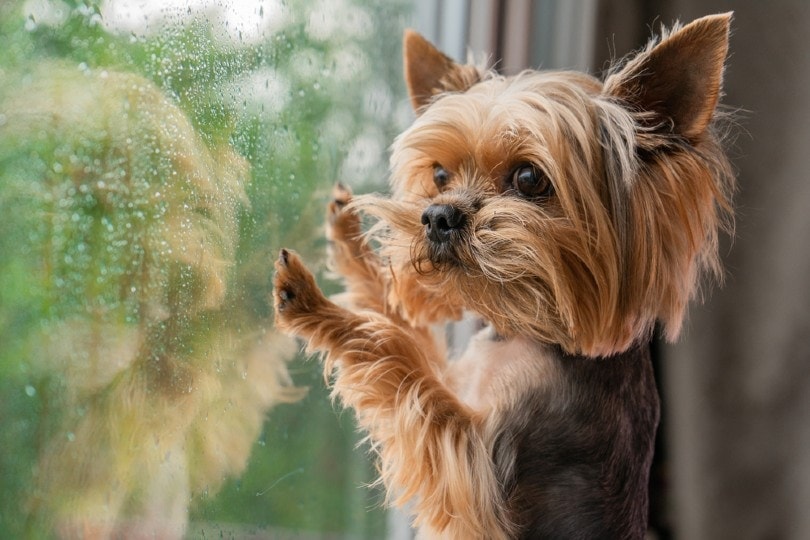 What Should I Do if My Dog Won’t Pee in the Rain? 6 Vet-Approved Tips
