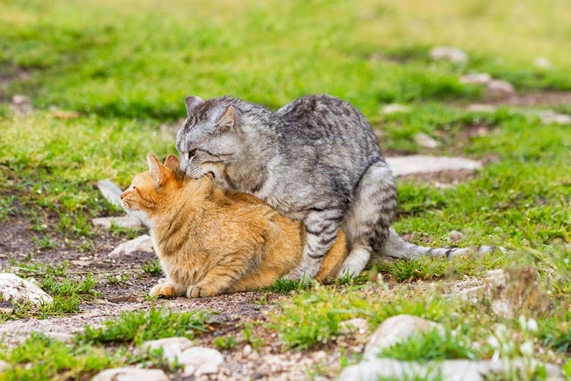 How to Tell if Cat Mating is Successful: Vet-Reviewed Signs & FAQ