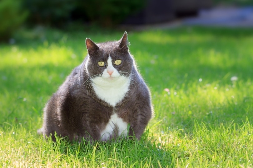 Is My Cat Overweight? Vet-Verified Ways to Spot Feline Obesity & Prevention