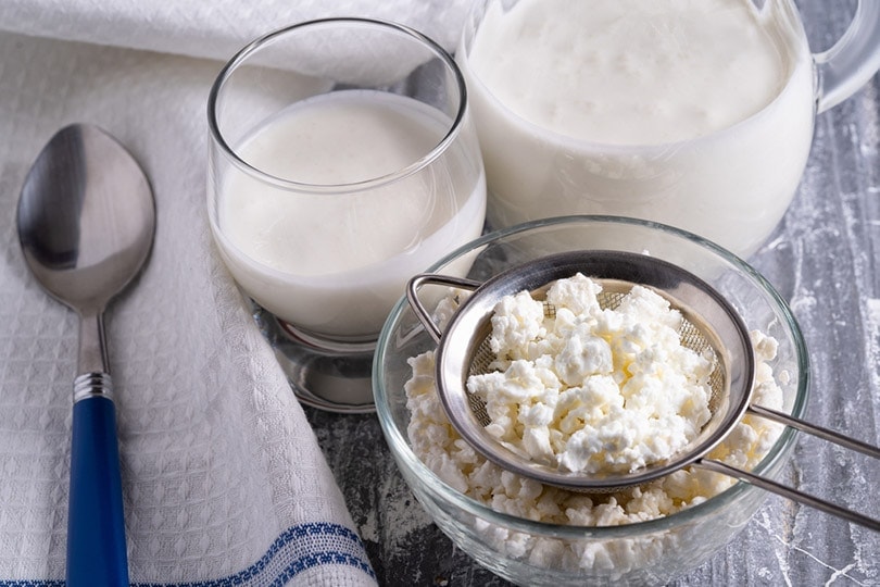 Homemade Probiotics for Cats - 3 Recipes (Vet Approved)