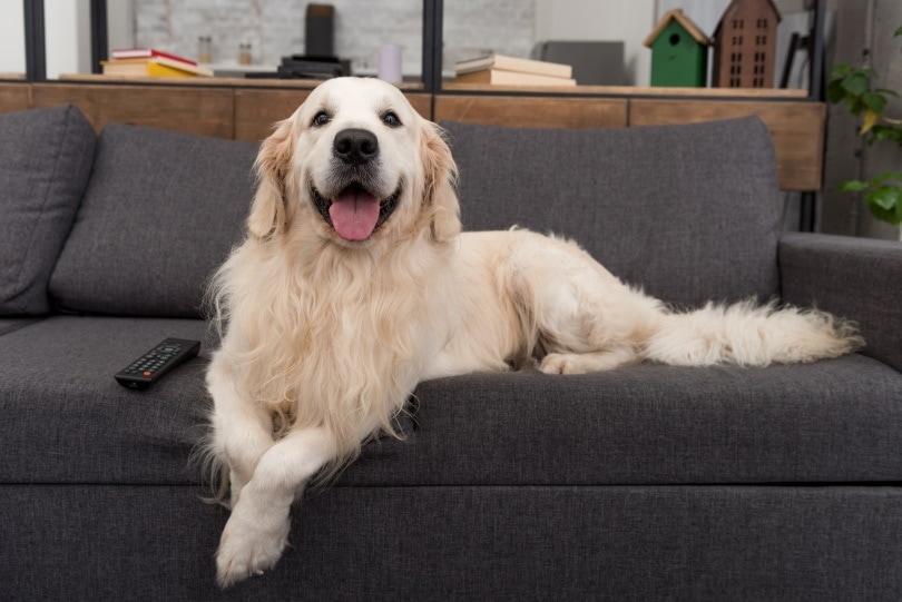 How to Get Dog Odors & Stains Out of a Couch: 10 Effective Methods