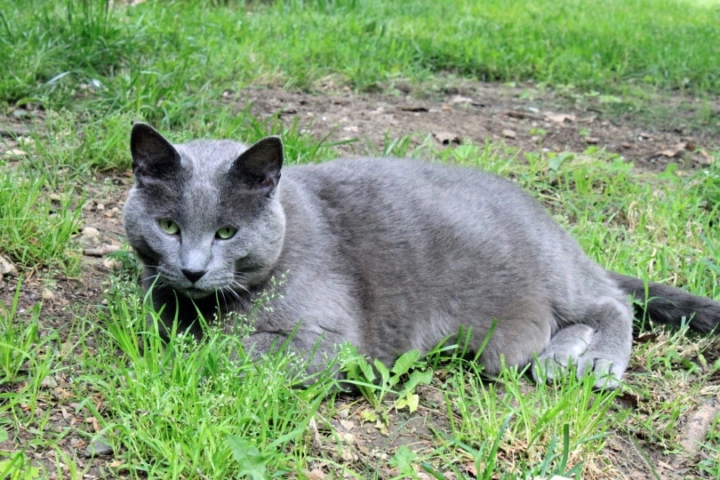 15 Grey Cat Breeds (With Info & Pictures)