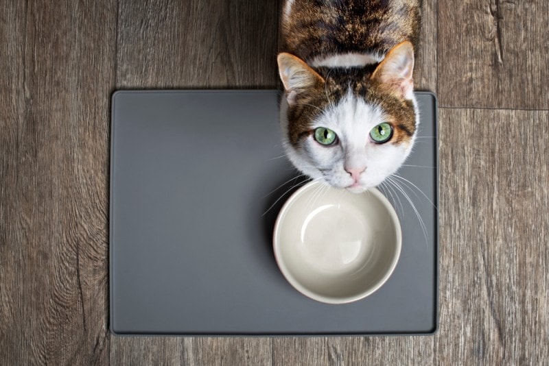 Cat Fasting 101: Pros & Cons (Vet Answer)