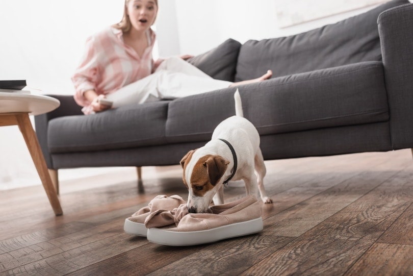 Why Does My Dog Steal My Shoes? 6 Reasons & How to Stop It