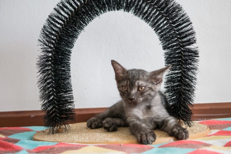 2 DIY Cat Grooming Arch & Self Groomers You Can Make Today (With Pictures)