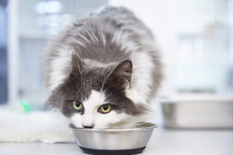 7 Best Soft Dry Cat Foods in the UK - 2026 Reviews & Top Picks