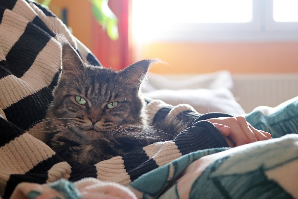 Why Do Cats Get Jealous? 5 Causes & How to Help Them