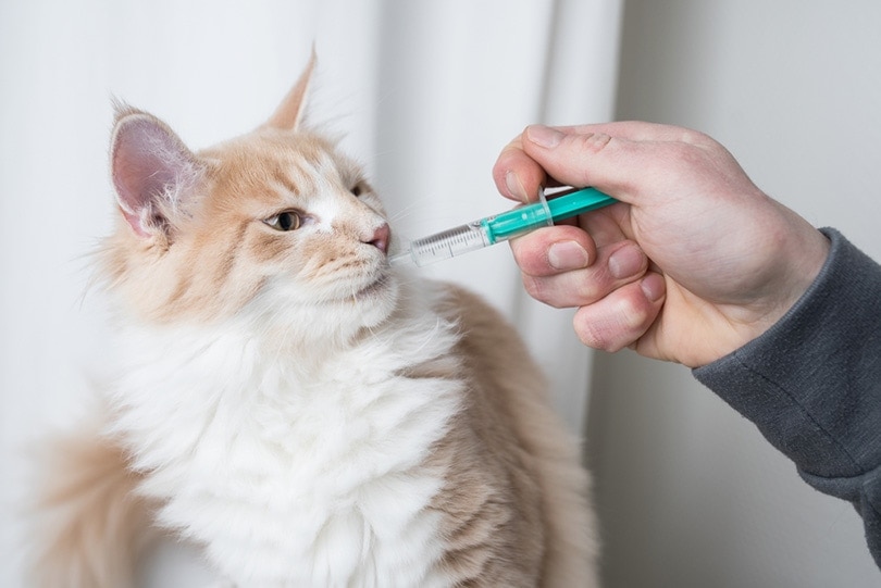 How to Make Homemade Pedialyte & Electrolytes for Cats: Vet-Reviewed Step-by-Step Guide