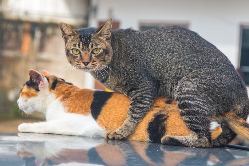 How to Stop a Male Cat From Mounting: 6 Vet-Verified Ways