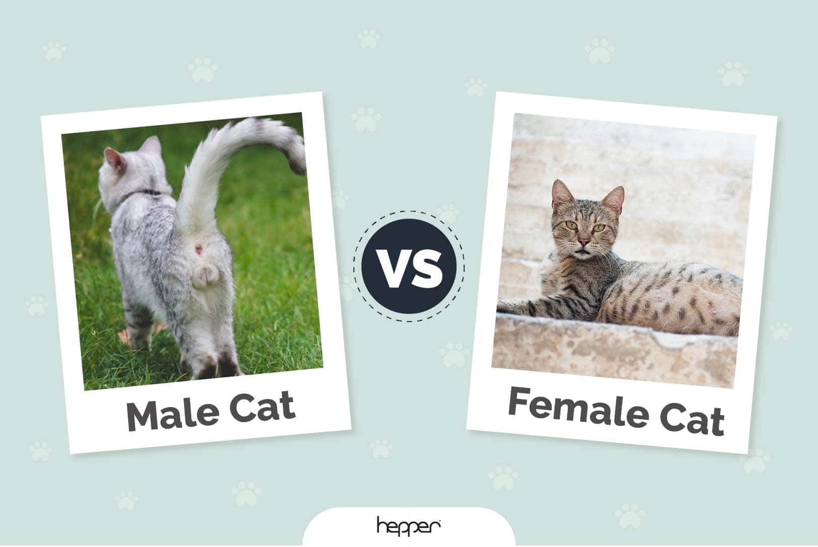 Male vs Female Cat: Key Differences (With Pictures)