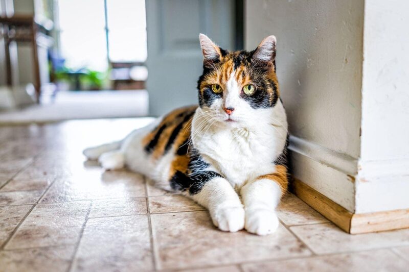 Can I Keep My Cat Indoors All the Time? Vet Approved Advice & Tips