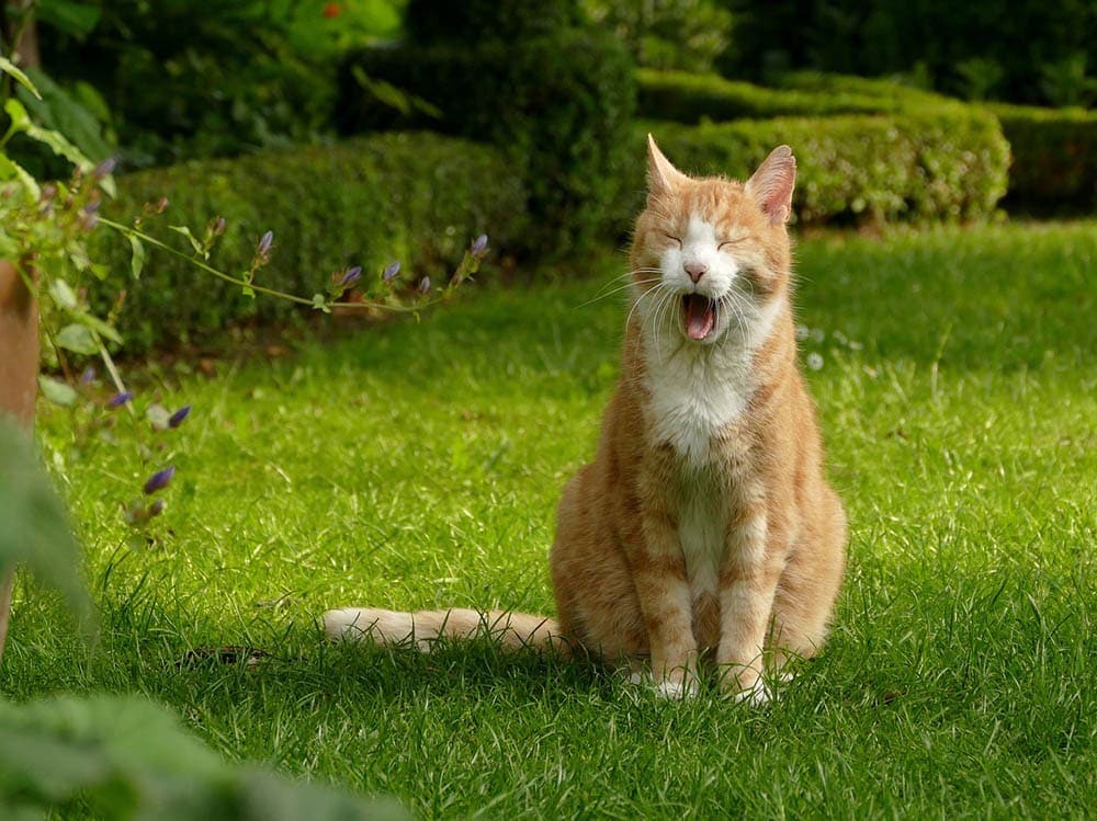 How to Tell if a Cat Is Choking & What to Do (Vet-Approved)