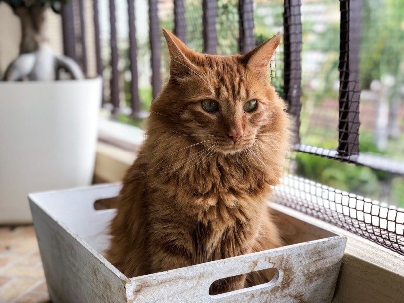 6 DIY Senior Cat Litter Boxes You Can Make Today (With Pictures)