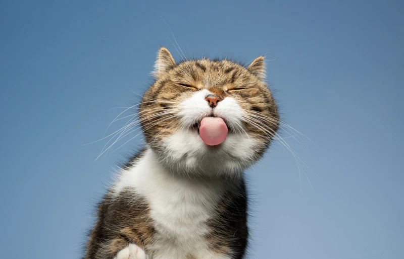 Why Does My Cat Lick the Wall? 5 Vet-Reviewed Reasons