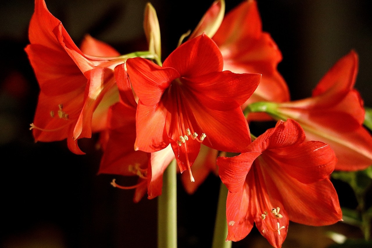 Is Amaryllis Poisonous to Cats? Vet-Reviewed Safety Facts