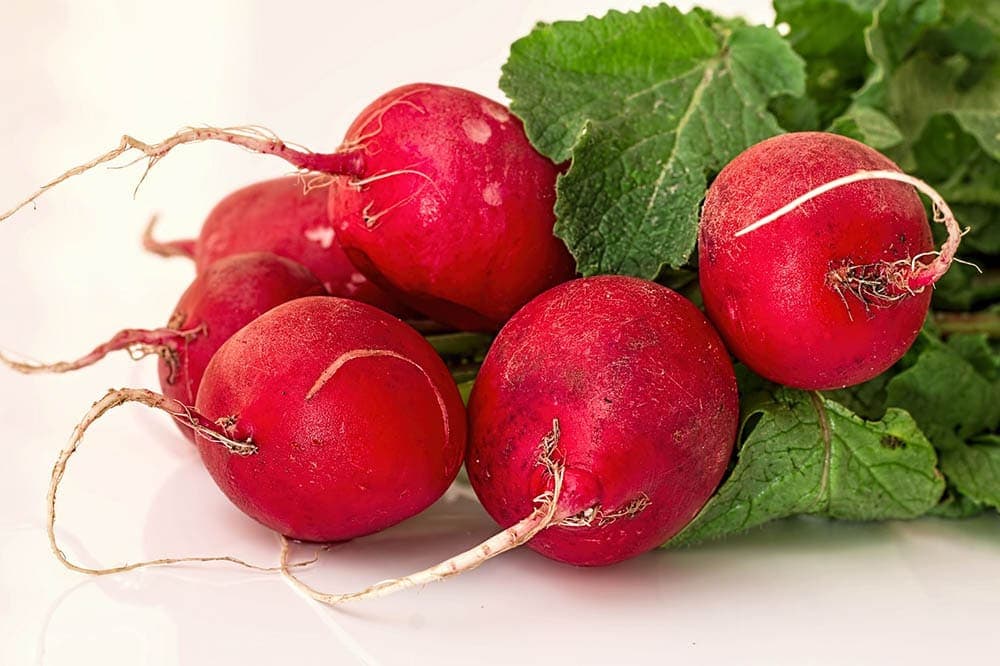 red radish